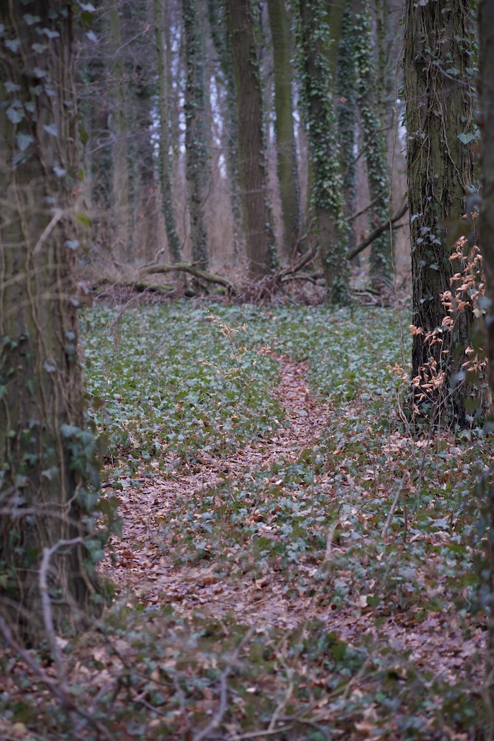 a pathway through the forest floor in Berlin during winter with a bend to the left