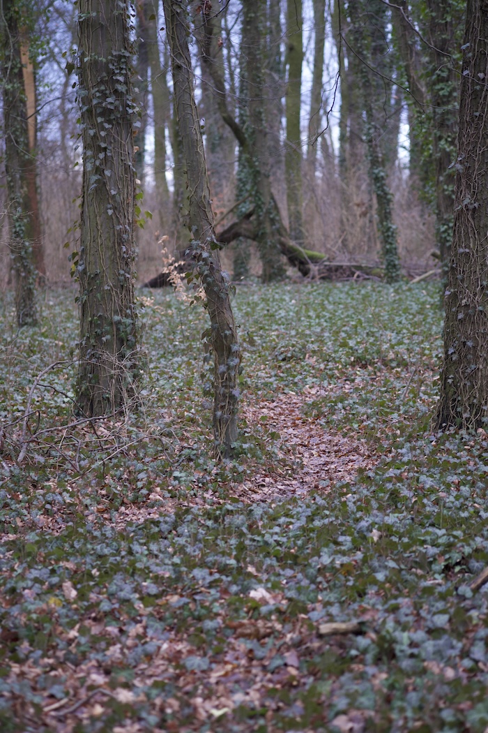 a faint pathway through the forest floor in Berlin during winter