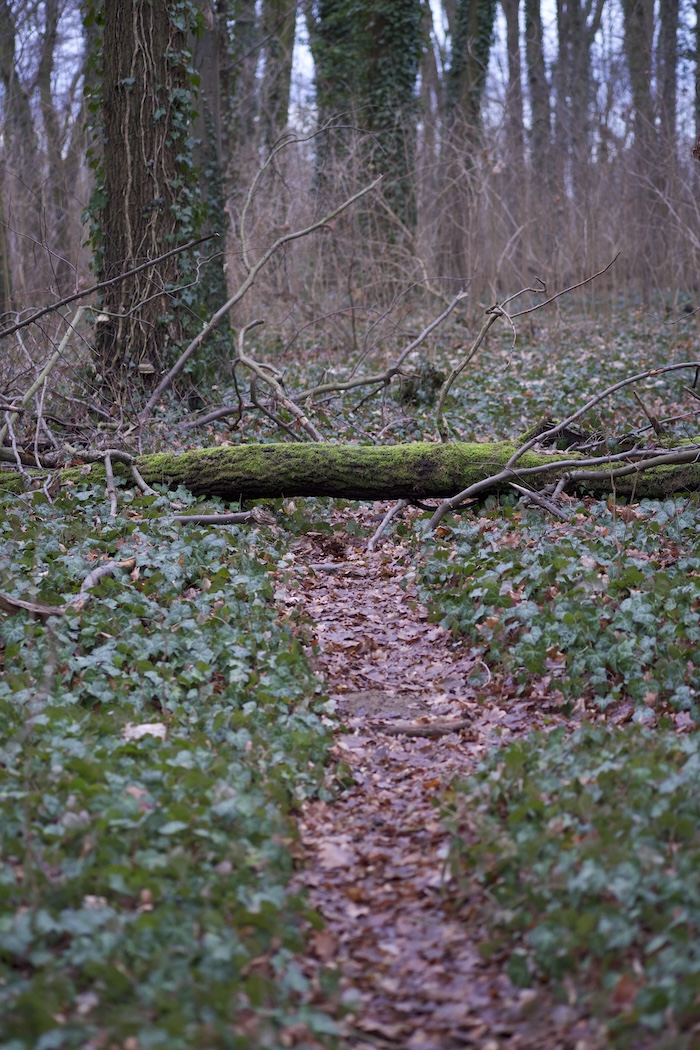 a straight pathway through the forest floor in Berlin during winter