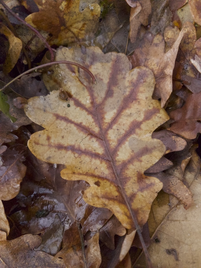 a orange and red leaf with clearly visible veins