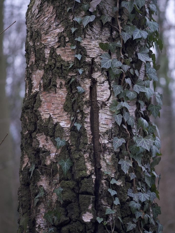 a tree with vines growing on it and a deep scar that has healed